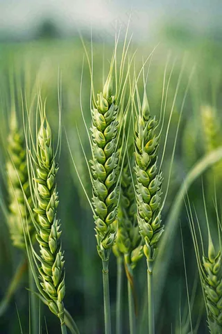 绿色小麦麦田小满芒种摄影图