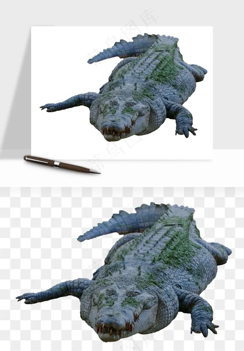 鳄鱼动物png免抠