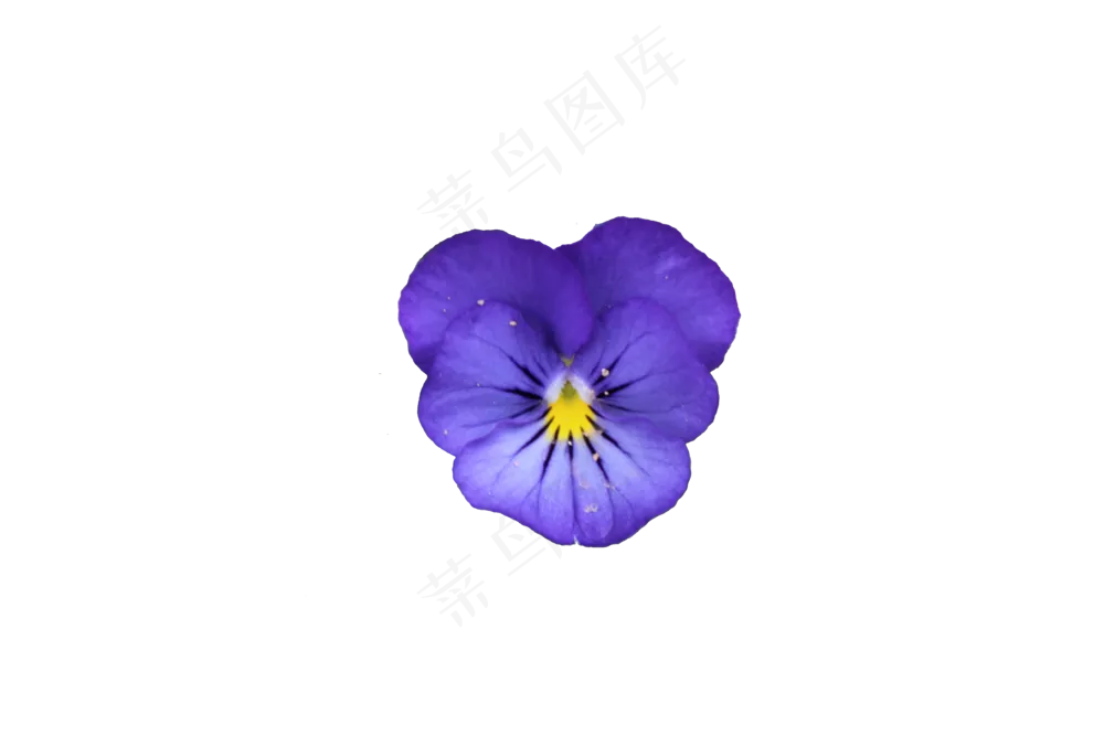 免抠花卉  三色堇