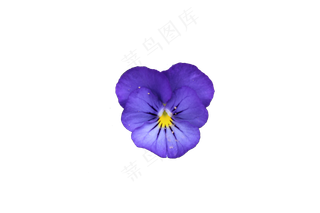免抠花卉  三色堇