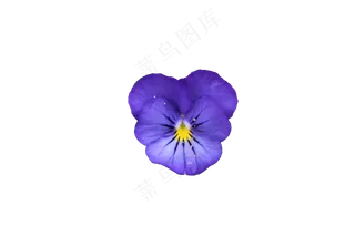 免抠花卉  三色堇