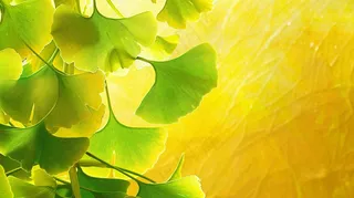 秋天美景银杏叶阳光唯美立秋摄影图