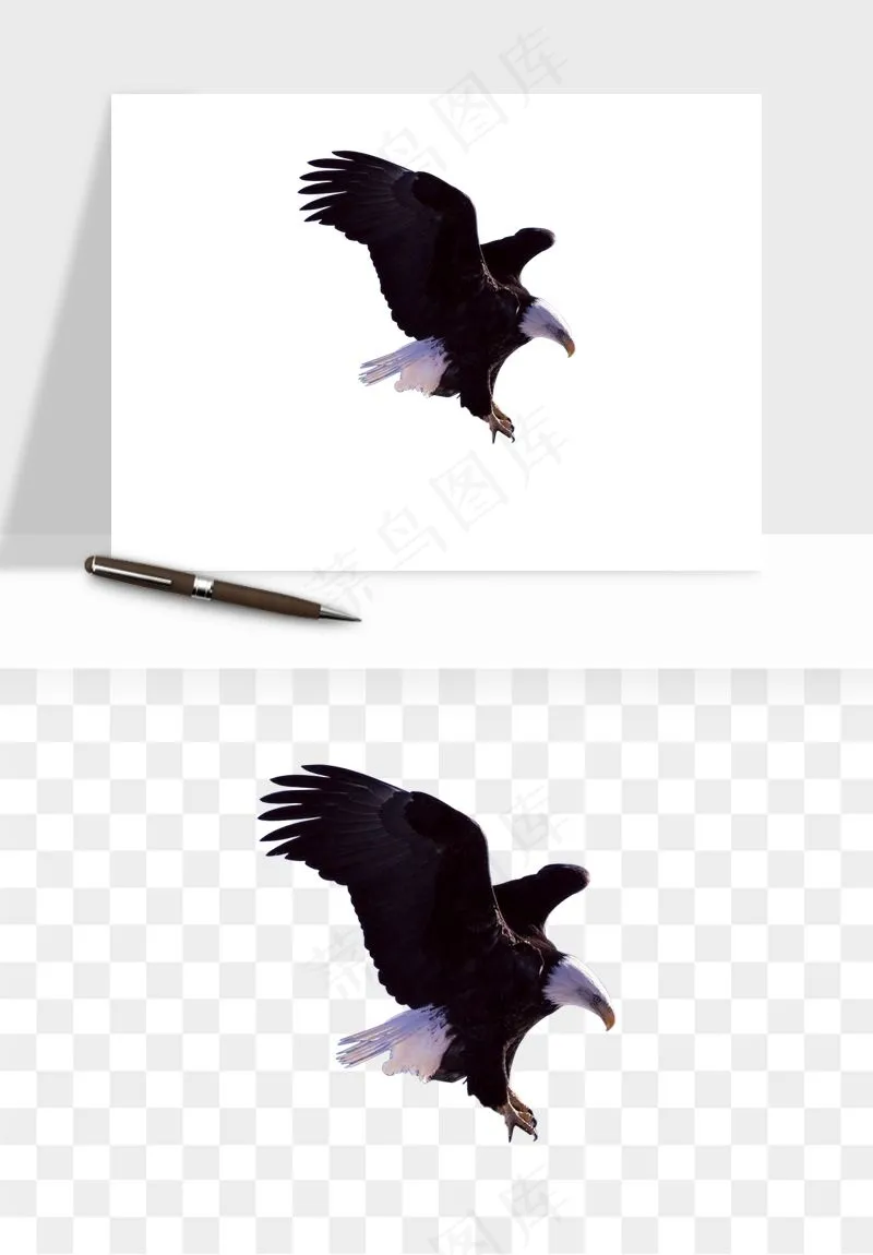 老鹰雄鹰展翅png免抠