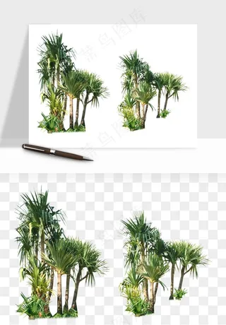 棕榈树椰树png免抠