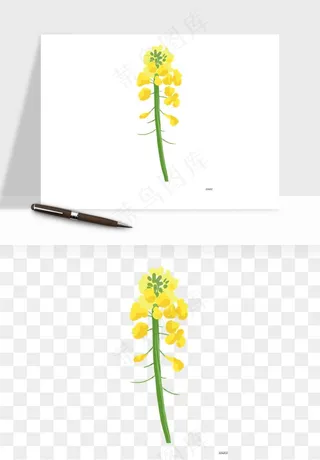 油菜花田png免抠