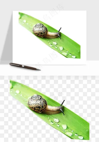 蜗牛动物png免抠