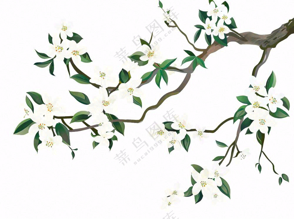 树上的白花春天植物绿叶插画免抠