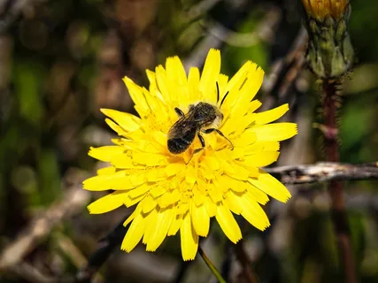 阳光下的黄色花朵与采蜜蜜蜂
