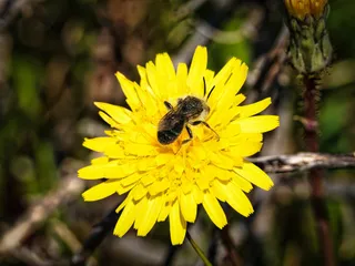 阳光下的黄色花朵与采蜜蜜蜂