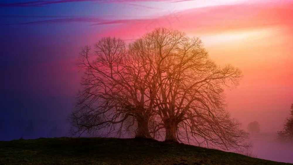 朦胧林影与斑斓晚霞