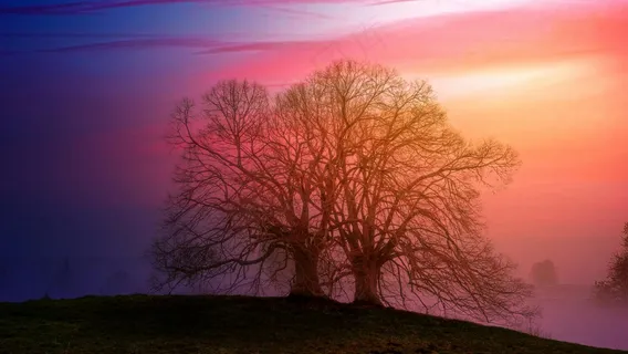 朦胧林影与斑斓晚霞