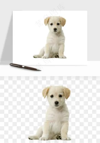 猫咪喵星人狗狗宠物元素png免抠