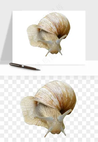 蜗牛动物png免抠