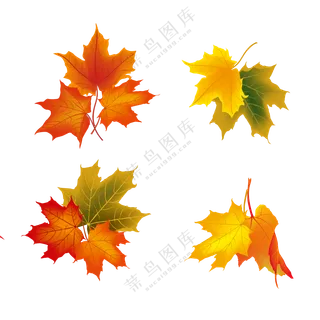 红色枫叶素材 (1)