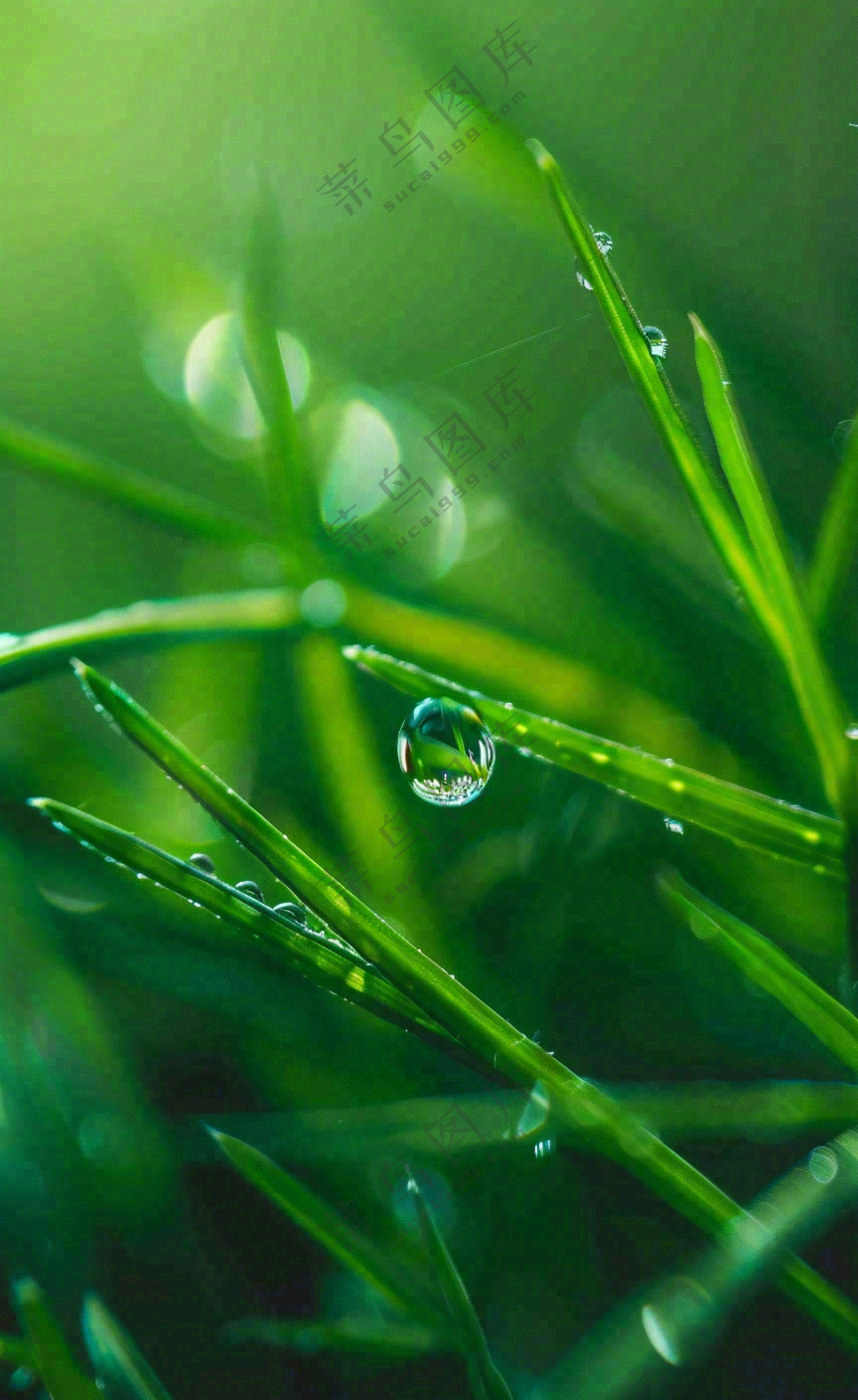 白露节气