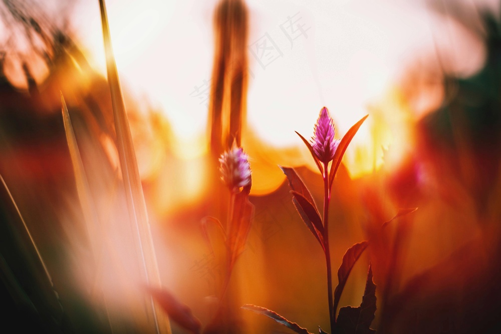 夕阳下的梦幻花海