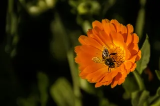 阳光橙蕊，忙碌蜂影