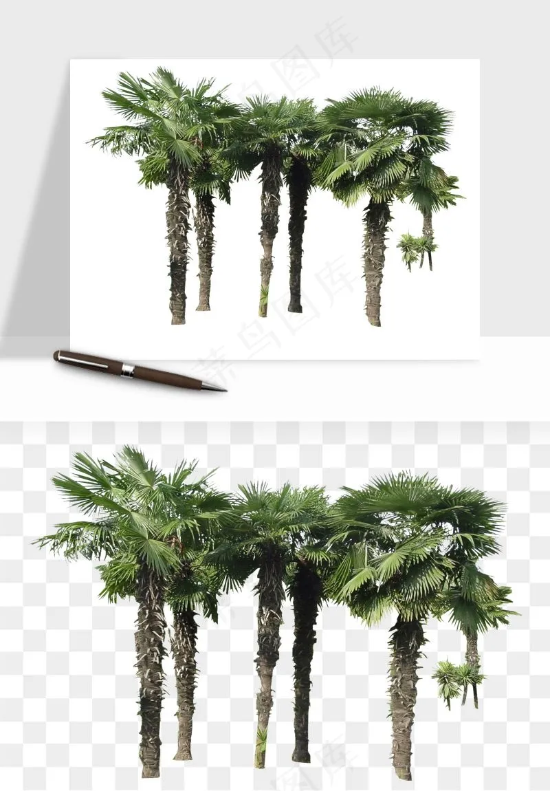 棕榈树椰树png免抠