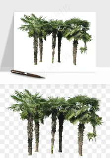 棕榈树椰树png免抠