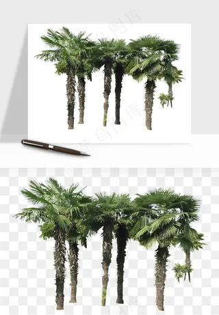 棕榈树椰树png免抠