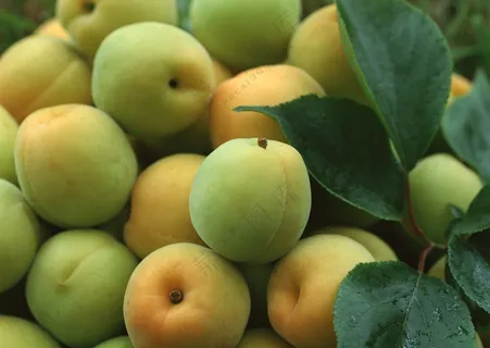 新鲜水果摄影图片 (6)