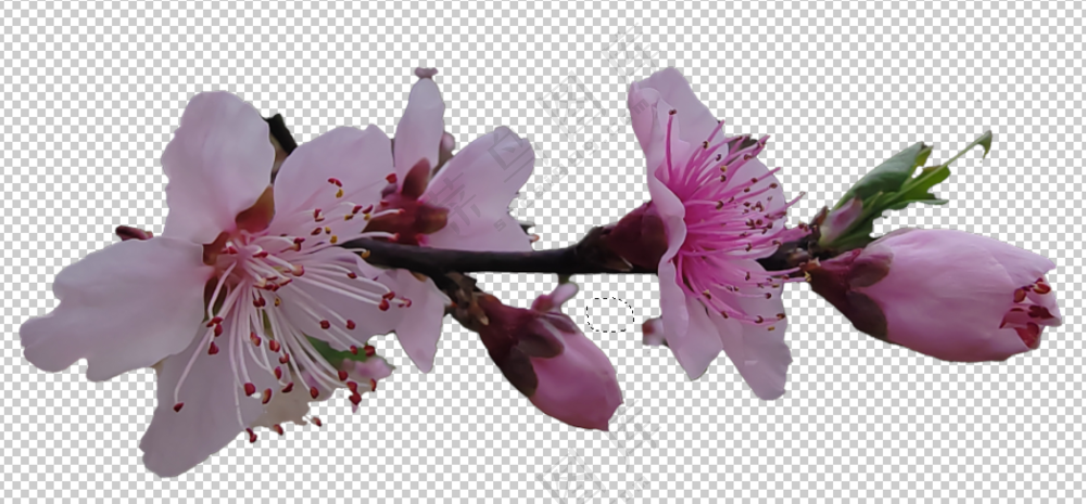 三朵桃花春天