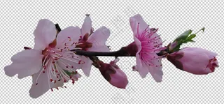 三朵桃花春天