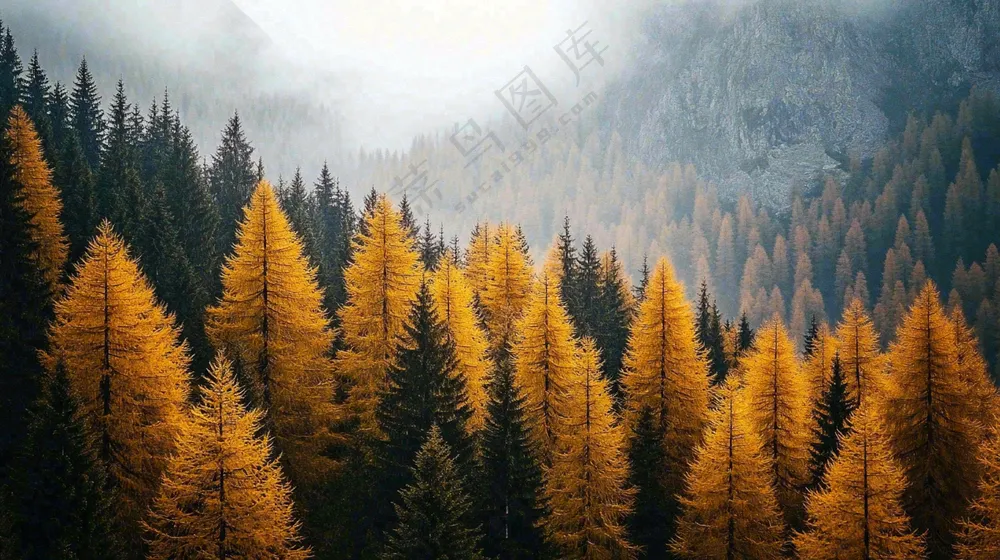 秋天深山森林黄叶大自然风光摄影图