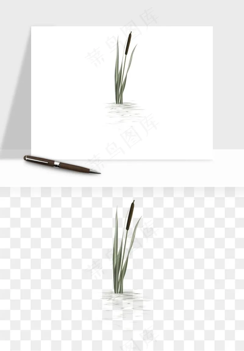 植物芦苇蒲苇香蒲png免抠