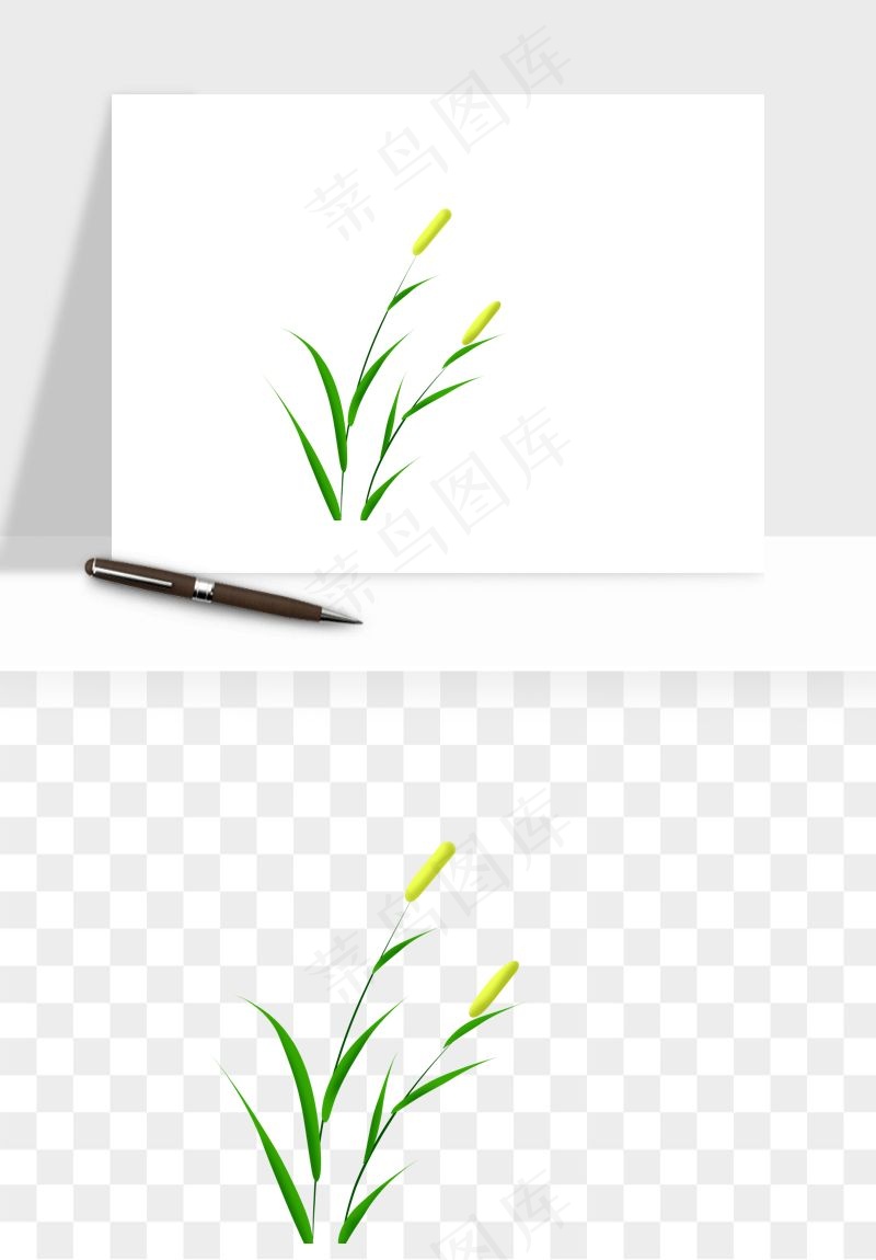 植物芦苇蒲苇香蒲png免抠