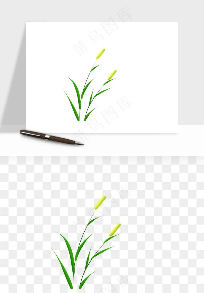 植物芦苇蒲苇香蒲png免抠
