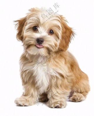 可爱小狗萌宠宠物动物免抠