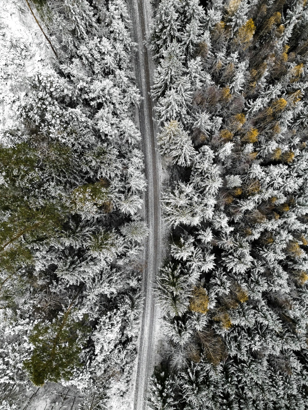 冬日森林中的宁静道路