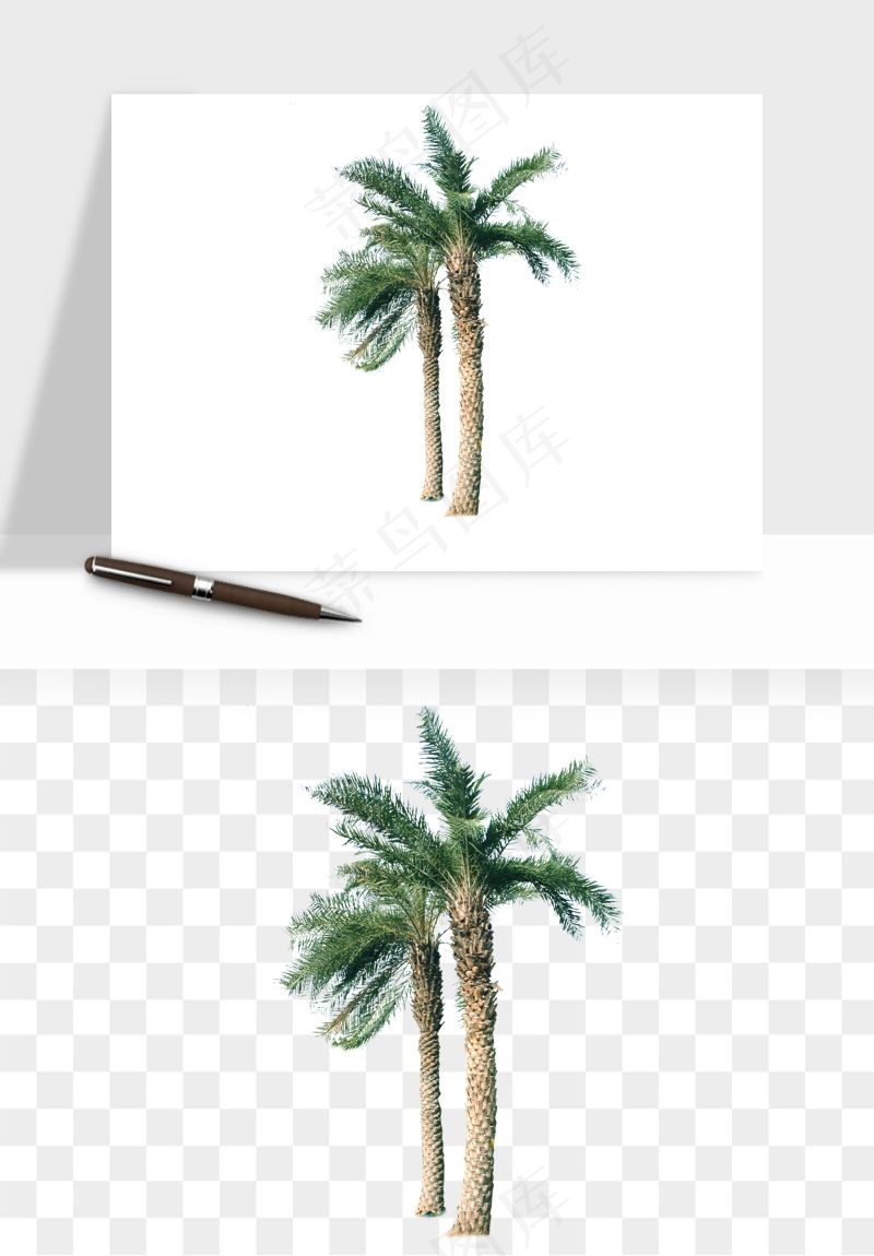 棕榈树椰树png免抠
