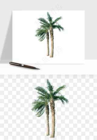 棕榈树椰树png免抠