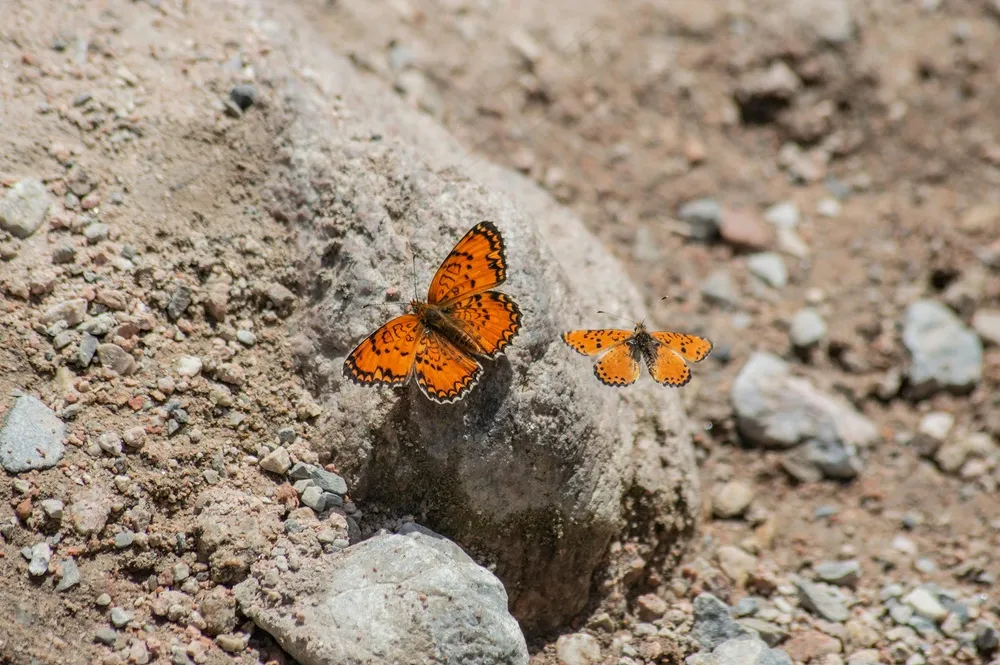 橙色蝴蝶舞动自然
