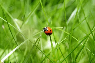 生机勃勃的绿意 ladybug 瓢虫自然写真