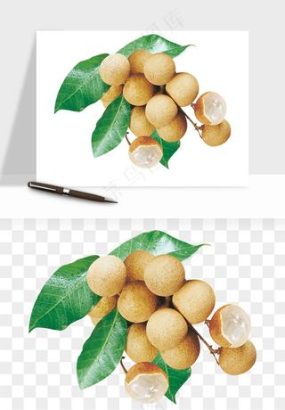 龙眼桂圆水果png免抠