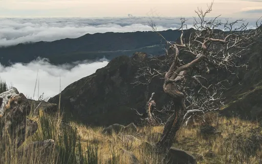 枯树独影静谧山·淡粉孤蓝风景画