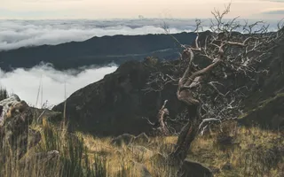 枯树独影静谧山·淡粉孤蓝风景画