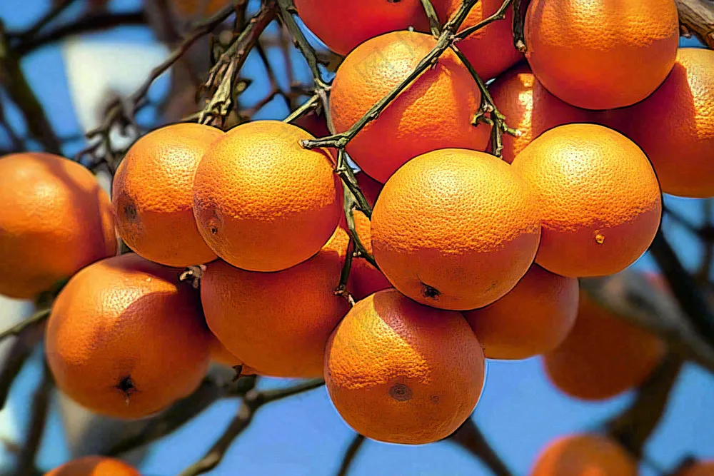 树枝上的橘子橙子高挂丰收成熟摄影图