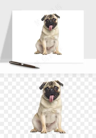 猫咪喵星人狗狗宠物元素png免抠