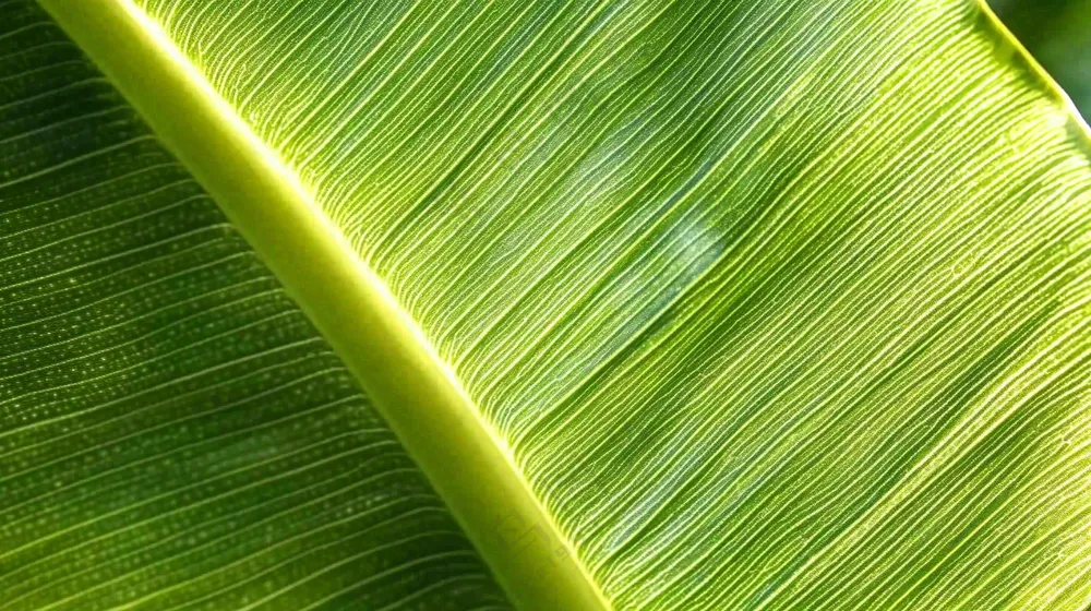 香蕉树芭蕉叶绿色植物摄影图