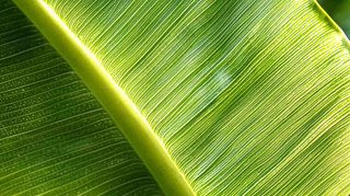 香蕉树芭蕉叶绿色植物摄影图