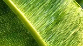 香蕉树芭蕉叶绿色植物摄影图