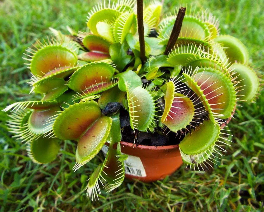 捕蝇草 捕蝇草盆栽 食虫植物 食苍草
