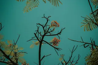 翠绿色背景中的孤独小花