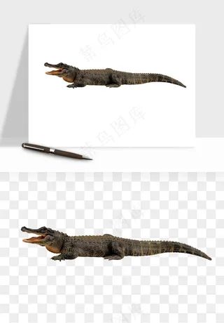 鳄鱼动物png免抠