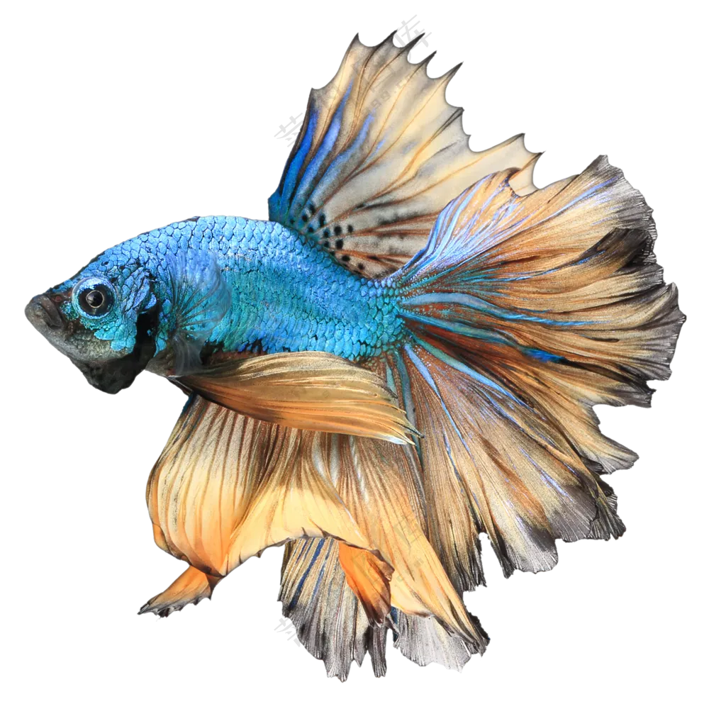 长裙状鱼鳍的暹罗斗鱼免抠图片素材