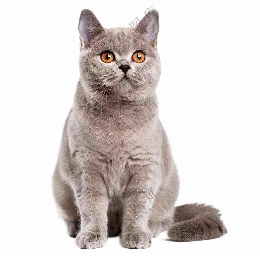 可爱小猫萌宠宠物动物免抠